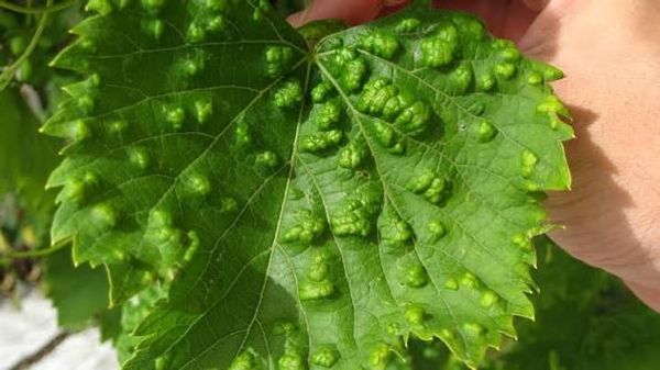 Grape leaf blister mite damage on a grapevine leaf