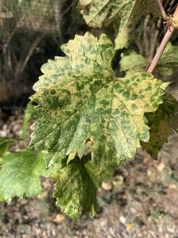 Grape leafhopper