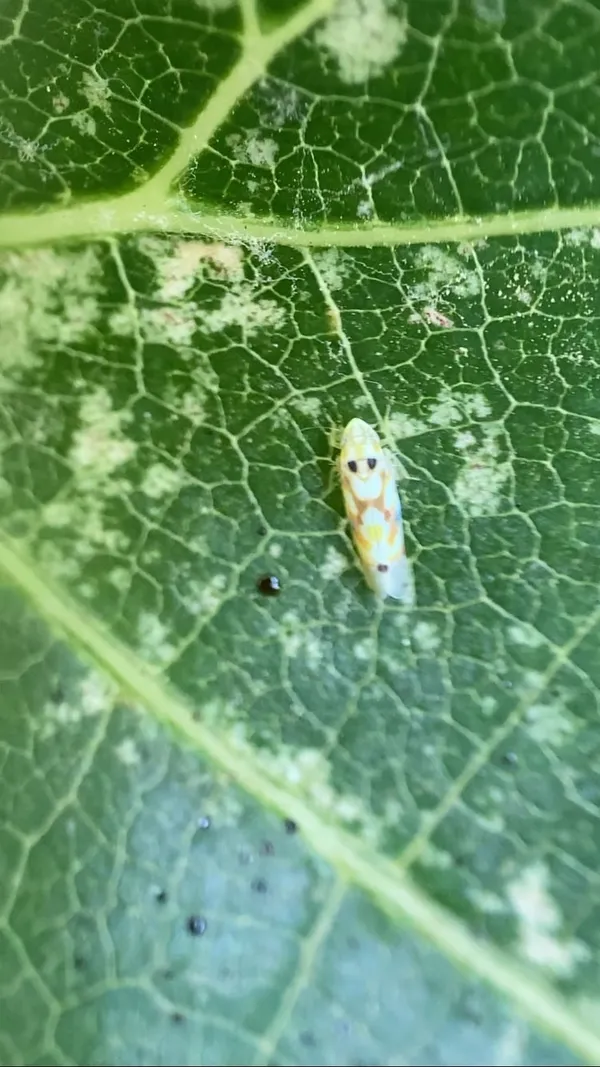 Grape leafhopper
