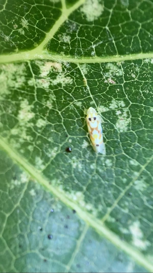 Adult western grape leafhopper (Erythroneura elegantula) on a grape leaf with stippling and tarspots