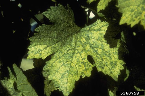 Pale stippling on a grape leaf from western grape leafhopper feeding
