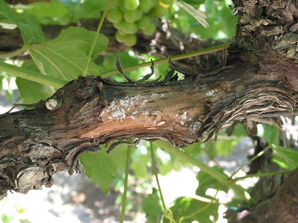 Vine mealybugs on a grapevine