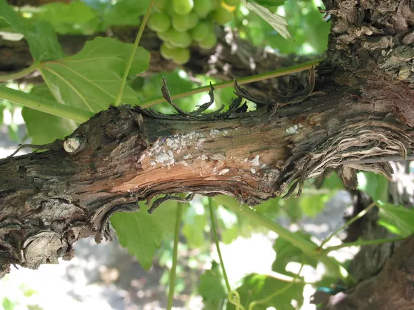 Grape mealybug