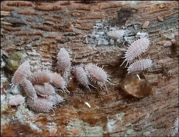 Grape mealybug
