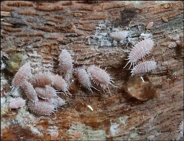 Grape mealybug