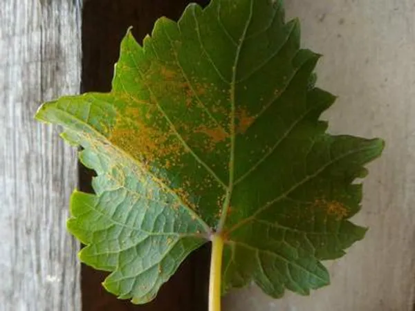 Grape rust