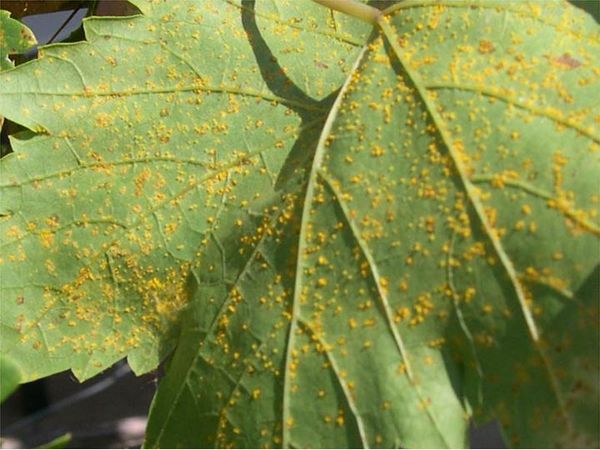 Grapevine leaf rust spores on the underside of a grape leaf