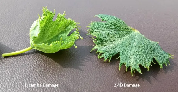 Herbicide drift