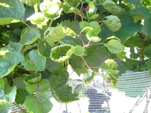 Herbicide drift