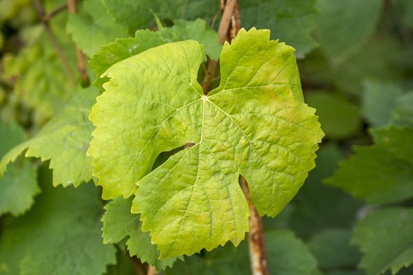 Iron deficiency: grape leaves turn completely yellow