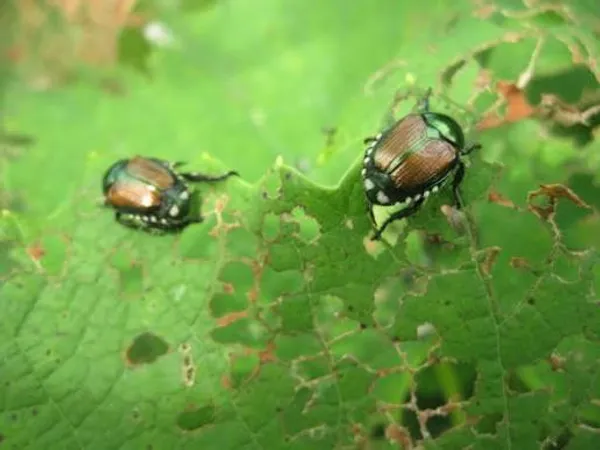 Japanese beetle