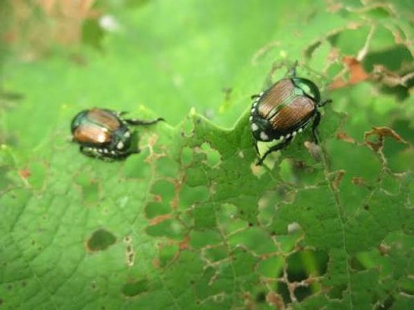 Japanese beetles feeding on a skeletonised grape leaf