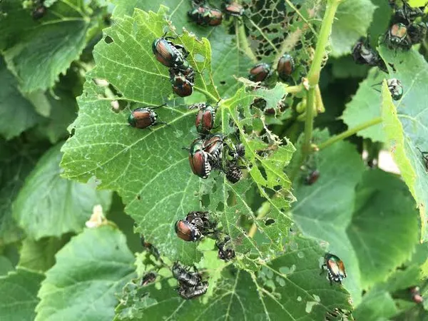 Japanese beetle