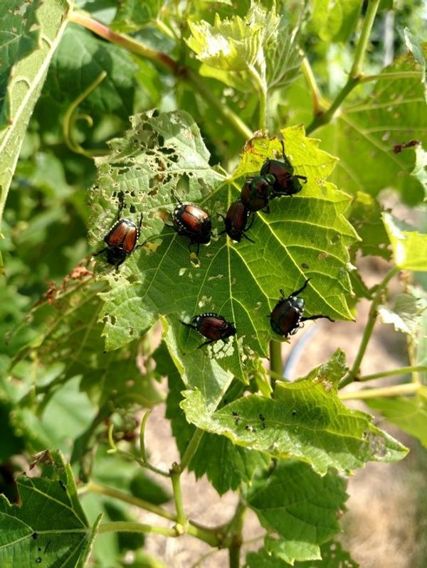 Japanese beetles feeding on grape leaves