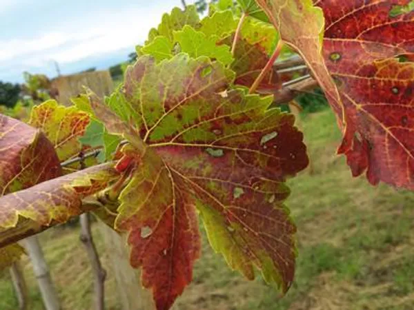 Grapevine leafroll
