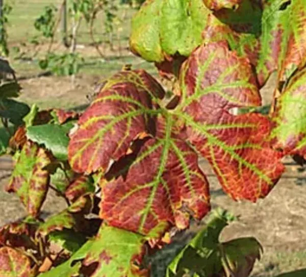 Grapevine leafroll