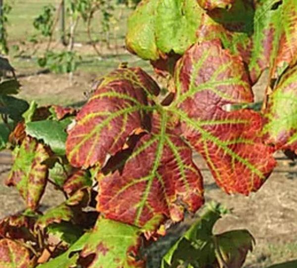 Grapevine leafroll disease: red, downward-cupped leaves with veins remaining green