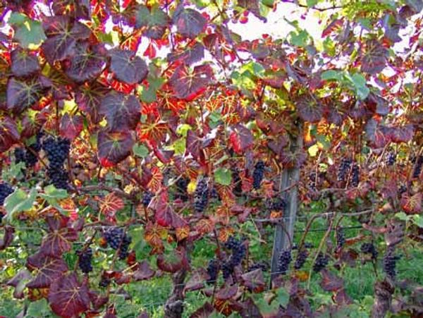 Red-variety grapevines with leafroll: leaves roll downwards and turn intense red long before autumn