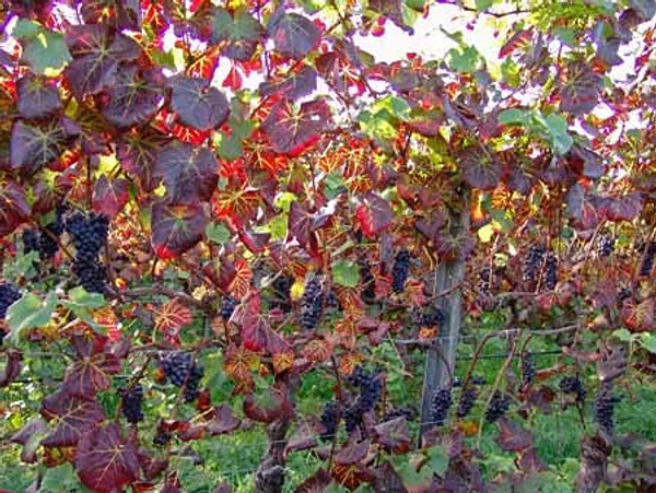 Grapevine leafroll
