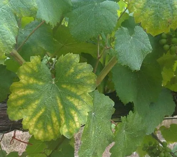 Magnesium deficiency