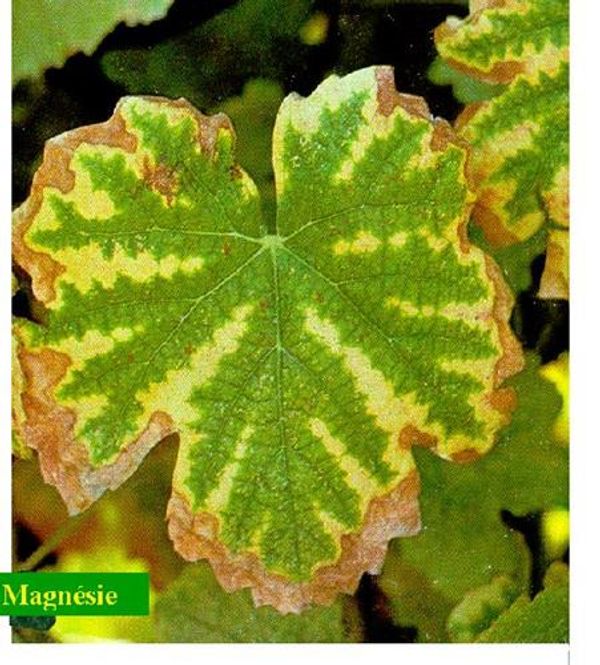 Magnesium deficiency: interveinal yellowing and marginal browning on an older grapevine leaf