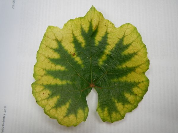Magnesium deficiency in a grape leaf caused by low soil pH (yellowing between the veins, green wedges along the veins)