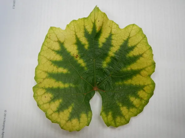 Magnesium deficiency