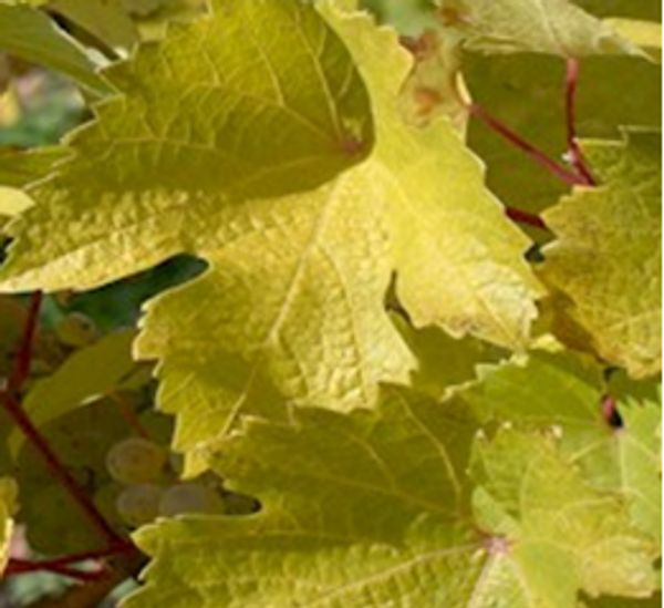 Nitrogen deficiency: uniformly pale green-yellow grapevine leaves
