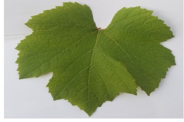 Uniformly pale grapevine leaf showing nitrogen deficiency