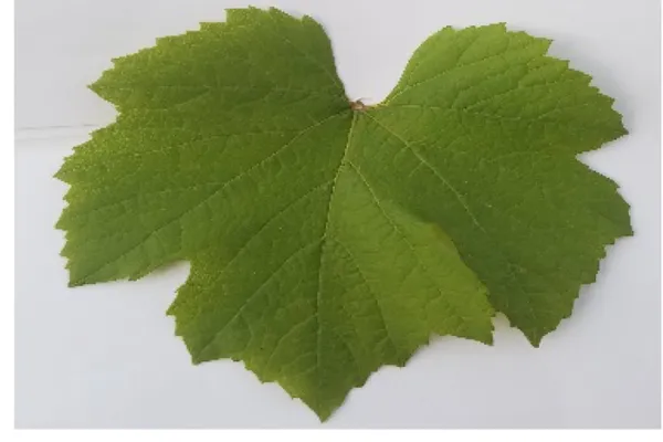 Nitrogen deficiency