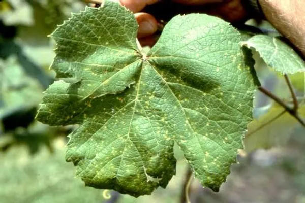 Phomopsis cane & leaf spot