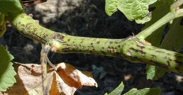Phomopsis lesions on green grapevine shoots