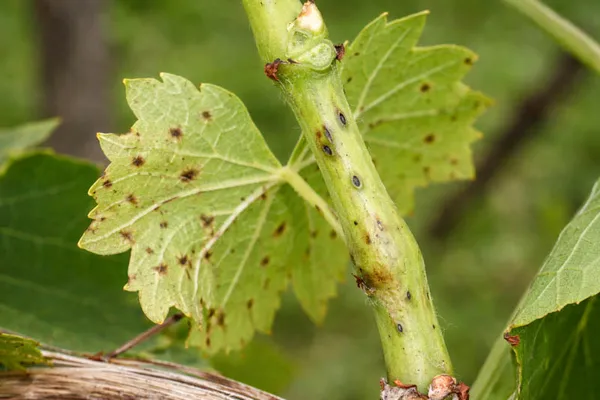 Phomopsis cane & leaf spot