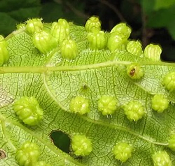 Grape phylloxera