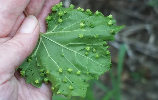 Grape phylloxera