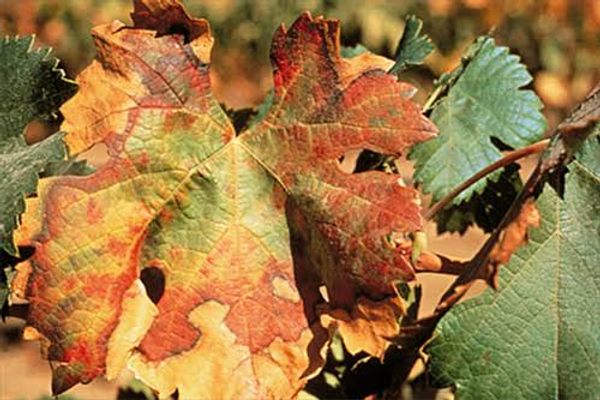 Symptoms of Pierce's disease in grapevines caused by Xylella fastidiosa: marginal leaf scorch