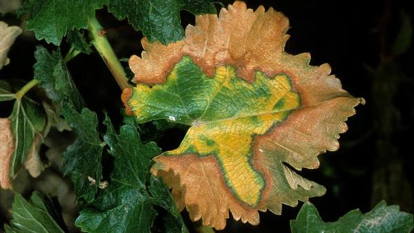 Symptoms of Pierce's disease on a grapevine leaf