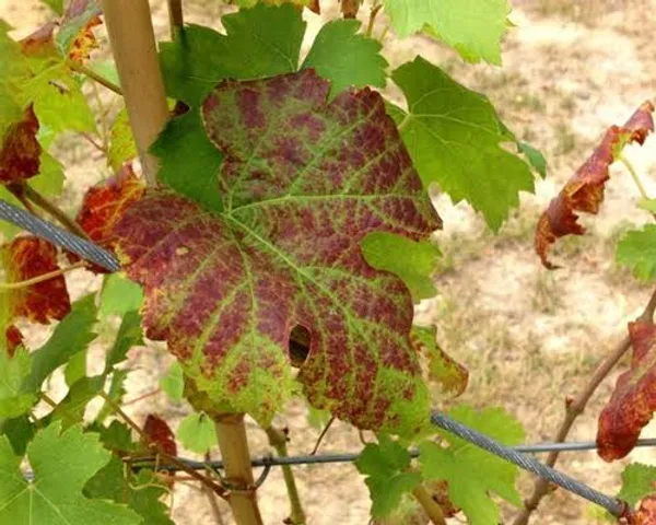 Potassium deficiency