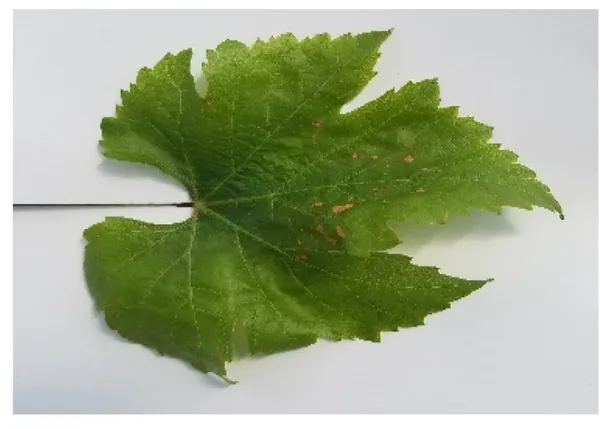 Potassium deficiency