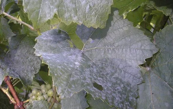 Powdery mildew