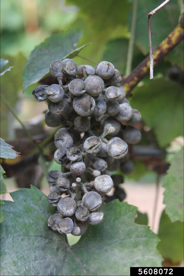 Powdery mildew