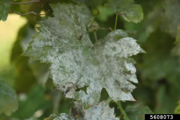 Powdery mildew
