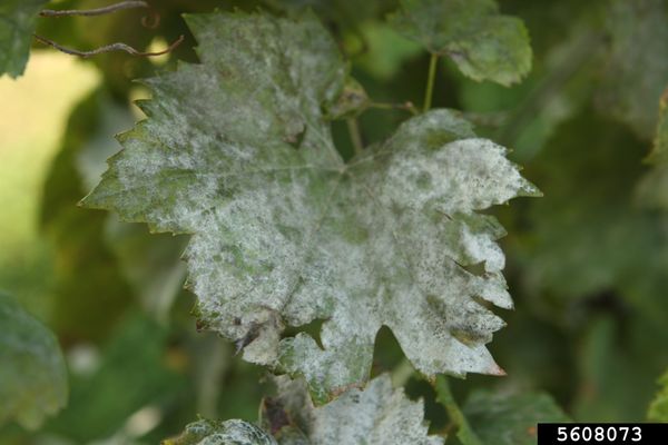Grape leaf covered by white powdery mildew mycelium
