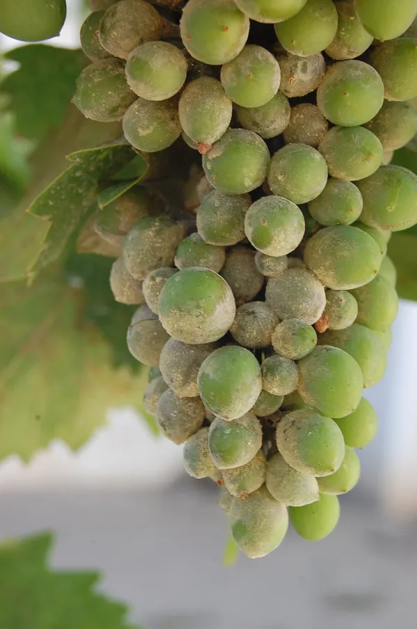 Powdery mildew