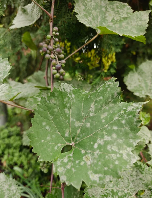 Powdery mildew