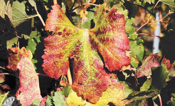 A leaf from a Merlot grapevine shows red veins and red blotches on margins and interveinal regions, typical symptoms of red blotch disease