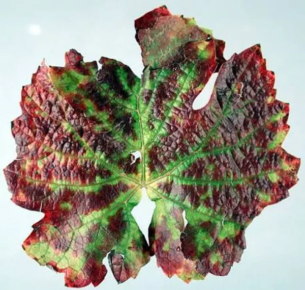 Grapevine red blotch