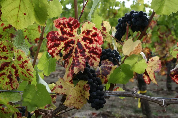Grapevine red blotch