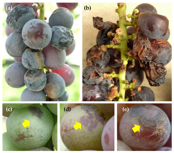 Ripe rot