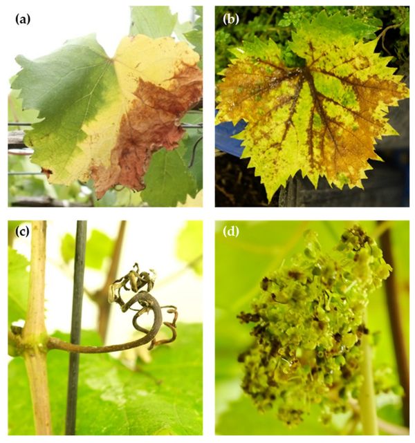 Grape ripe rot symptoms on leaves (a,b), a tendril (c) and flowers (d) of Kyoho grapevine infected by Colletotrichum viniferum